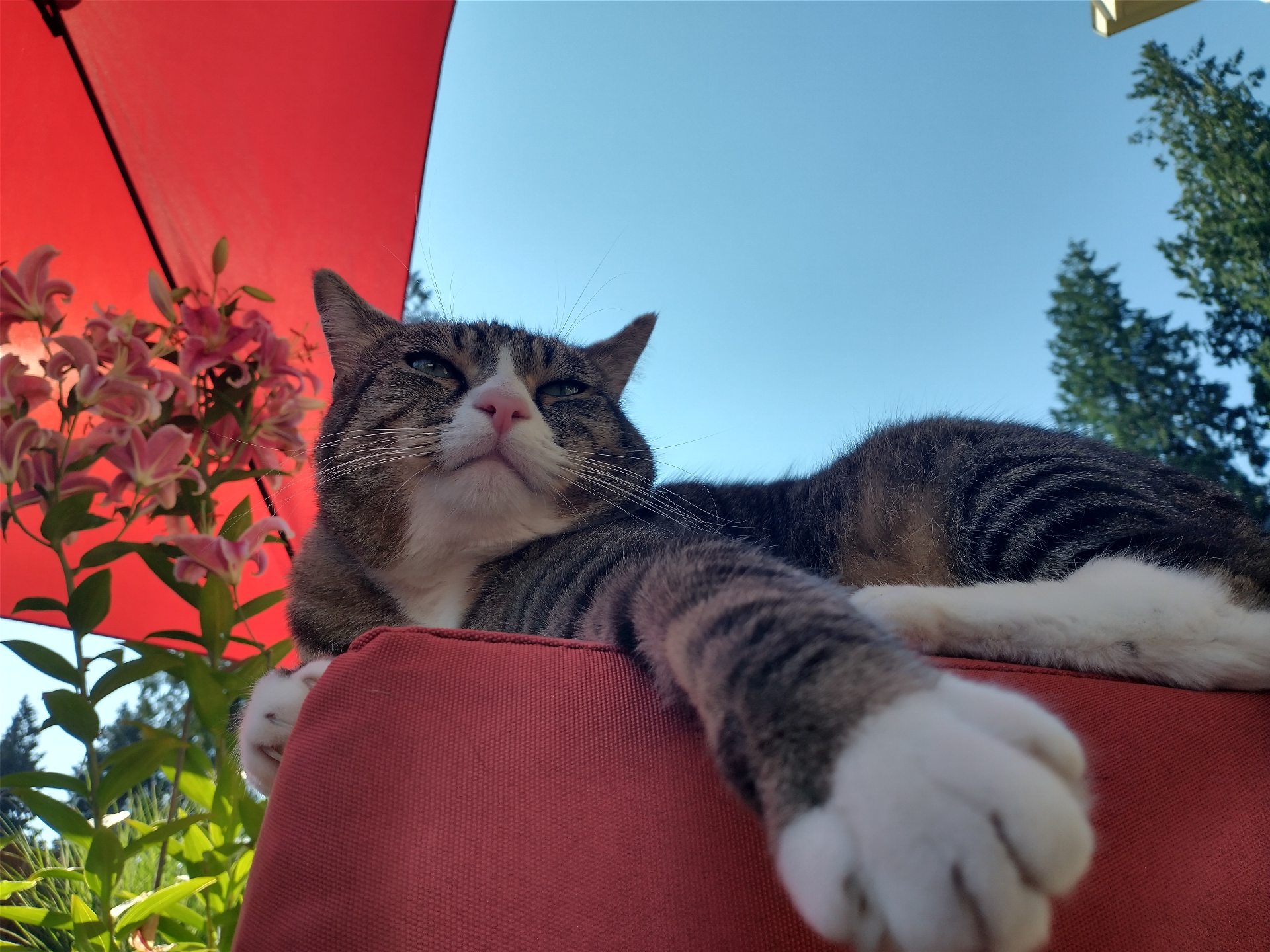 Jaxx the tabby cat resting in the sun, one paw reaching toward the camera